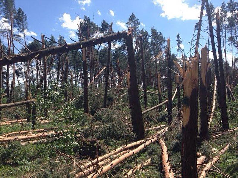 Сильні вітри та буревії наробили біди у лісах Закарпаття