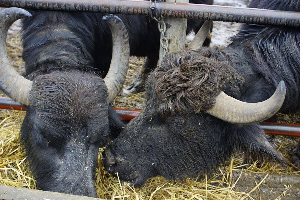На Виноградівщині у Лемаковиці діти різних народів училися доглядати буйволів