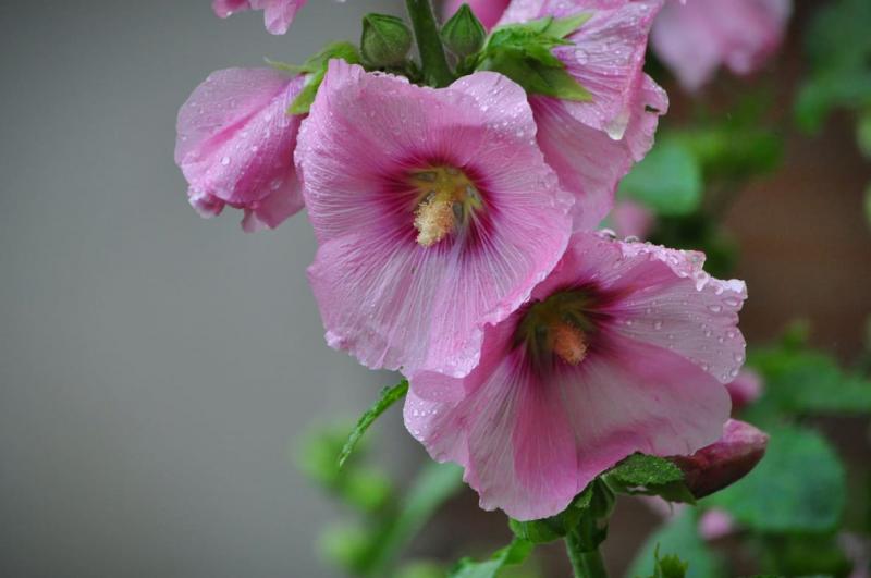 Білий, рожевий, бузковий - в Ужгороді квітує сирійський гібіскус (ФОТО)