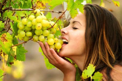 Велику кількість винограду на Закарпатті можна використати в лікувальниї цілях