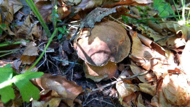 Закарпатець зробив фотосесію грибів (ФОТО)