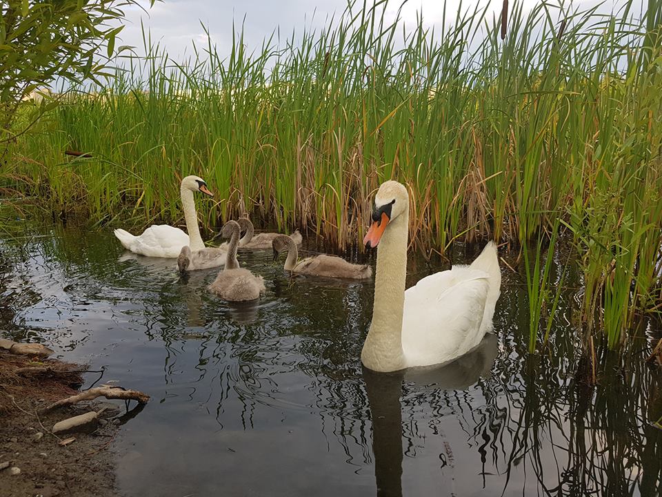 Як підросли знамениті лебедята озера "Кірпічка" в Ужгороді (ФОТО)