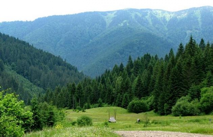 До уваги закарпатців: нардепи хочуть створити державний фонд розвитку лісового господарства