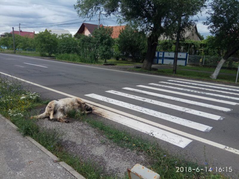 У селі Барвінок труп собаки вже кілька тижнів лежить на пішохідному переході (СОЦМЕРЕЖІ)