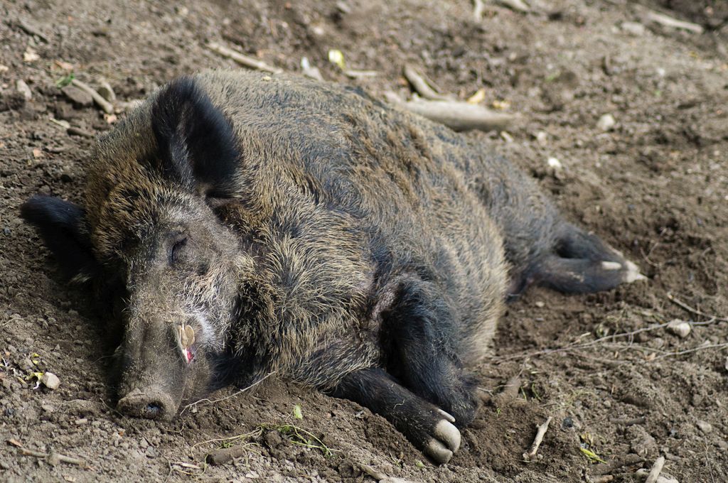 На Закарпатті знову виявили збудника африканської чуми свиней