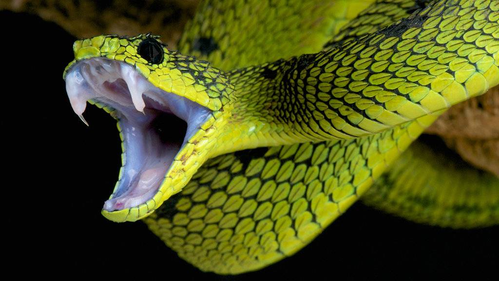 Закарпатські фахівці розповіли про змій регіону та чи варто їх боятись (ВІДЕО)