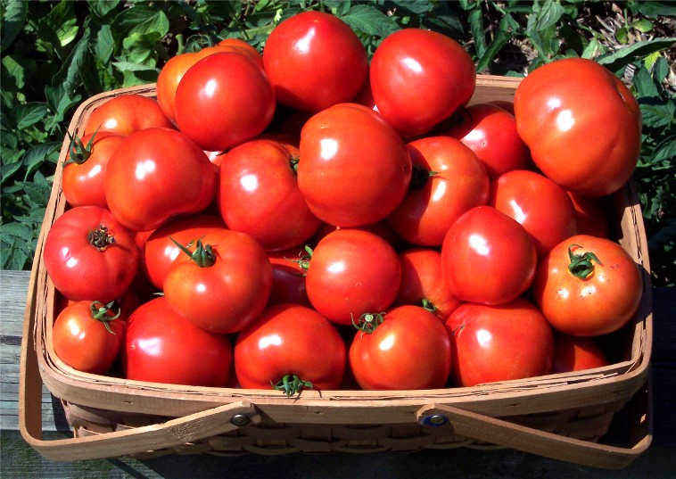 Закарпатські помідори «гостюють» на львівських ринках