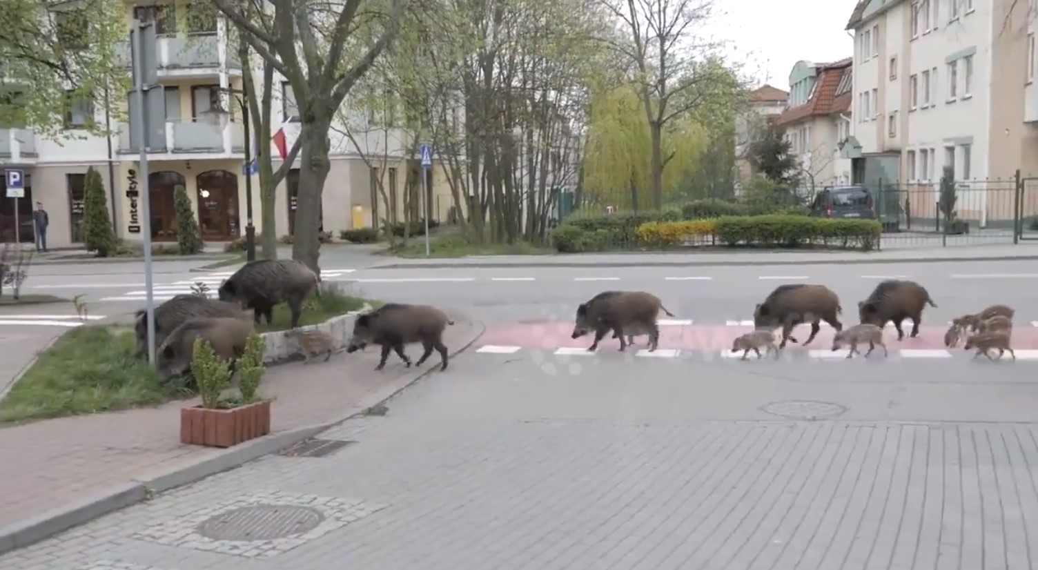 В Польщі дикі кабани цілими сім'ями гуляють по місту (ВІДЕО)