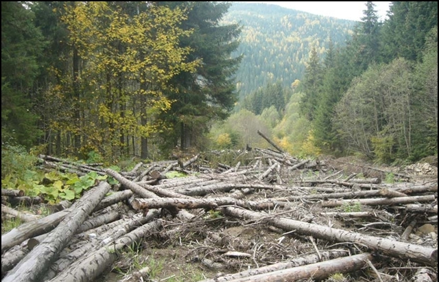 На Тячівщині "чорні лісоруби" завдали шкоди лісовій охороні