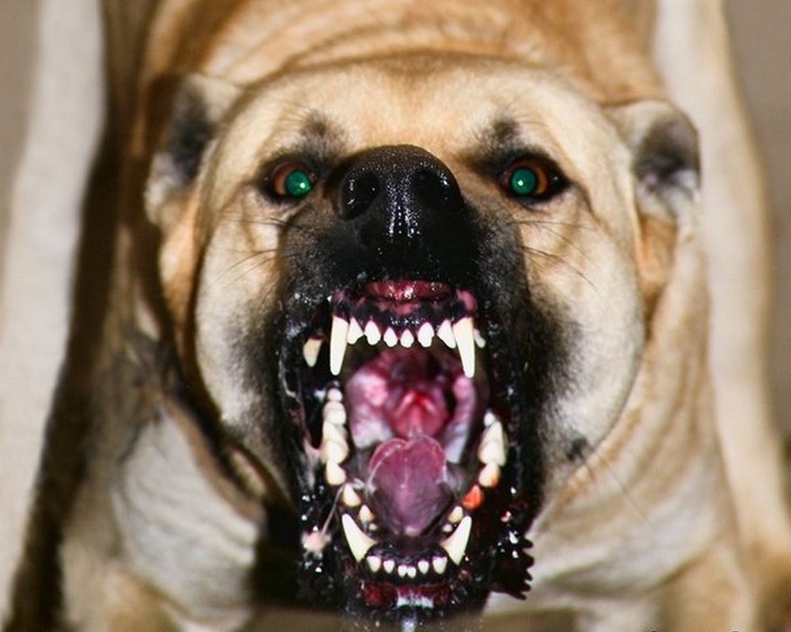 Ужгородці обурені – собаки без намордників: чи існує реальна загроза  (ФОТО)