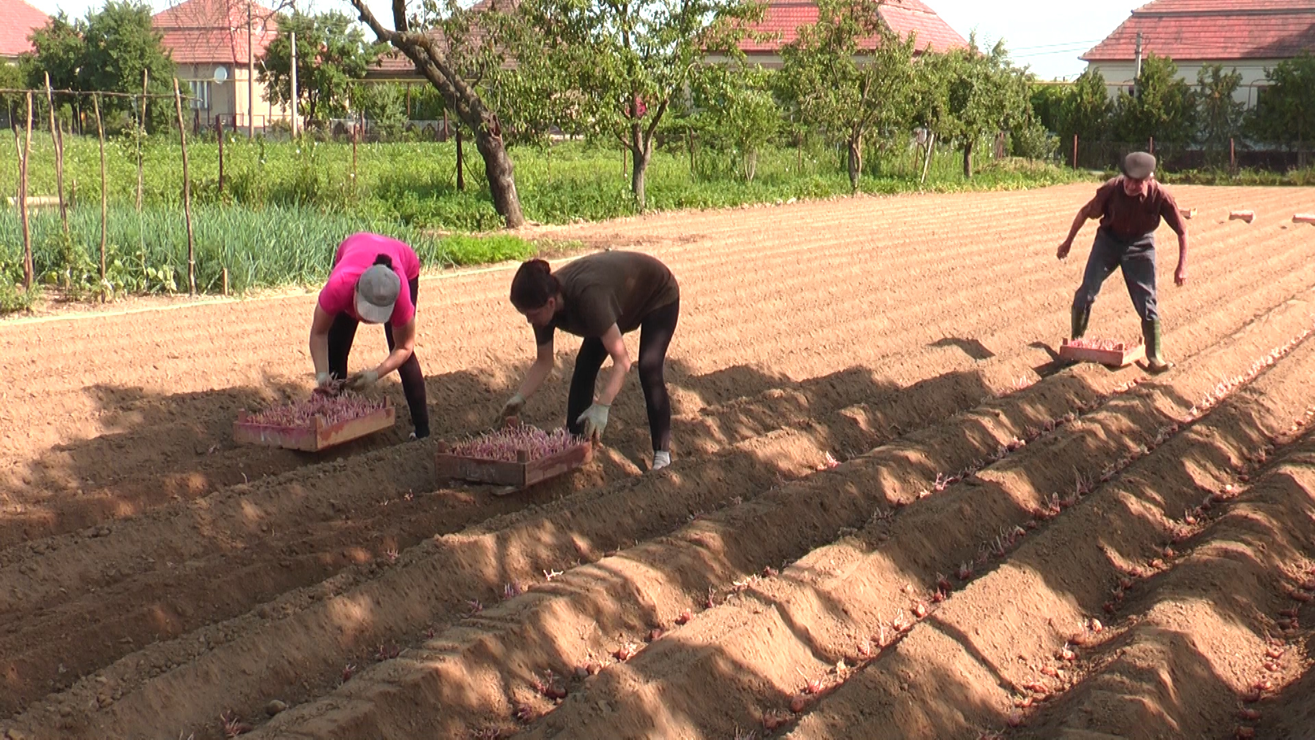У селі Велика Добронь Ужгородського району стартував сезон посадки картоплі (ВІДЕО)