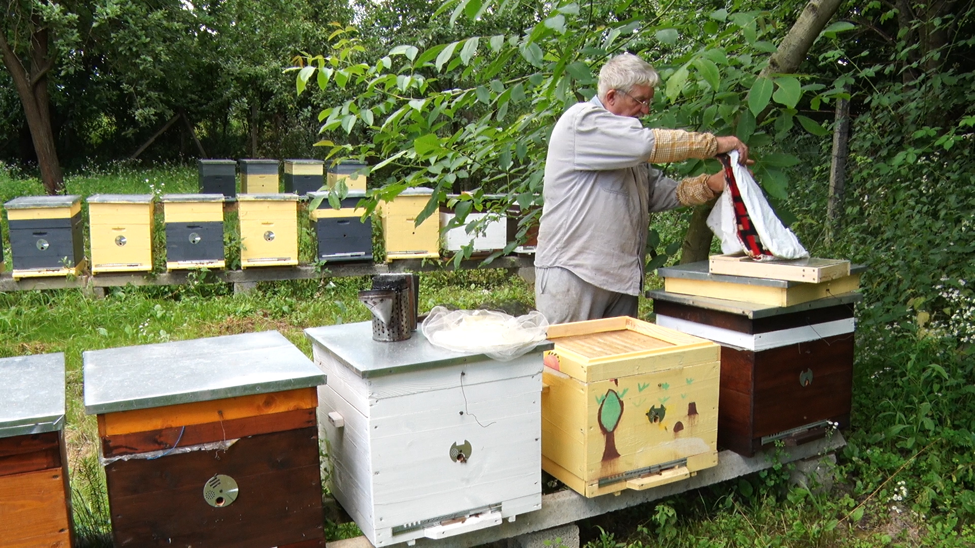 На Закарпатті бджолярі побоюються масового вимирання роїв (ВІДЕО)