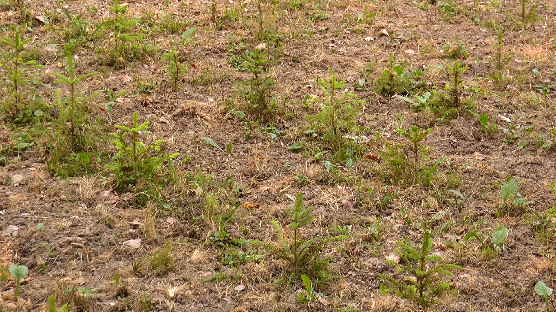Готуй сани влітку: закарпатські лісівники вирощують новорічні ялинки (ВІДЕО)