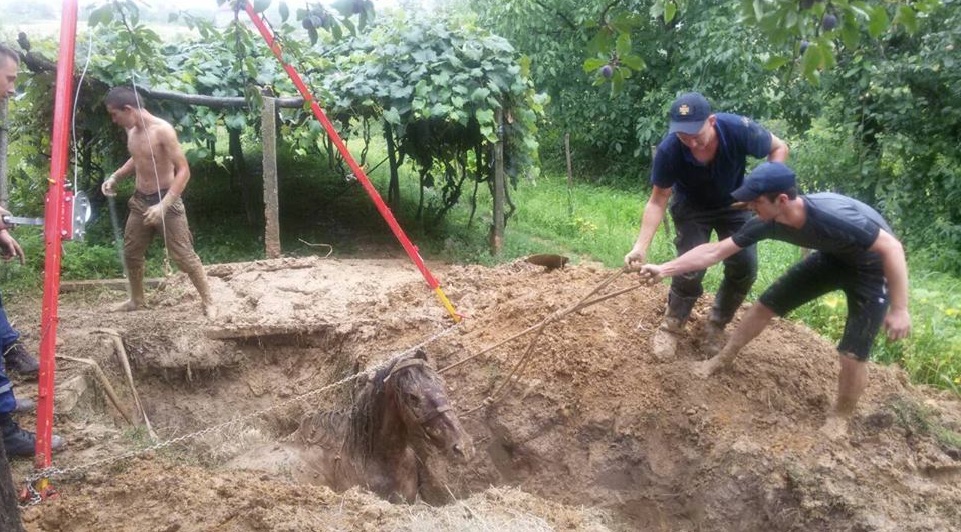 Кінь провалився у яму на Виноградівщині (ФОТО)
