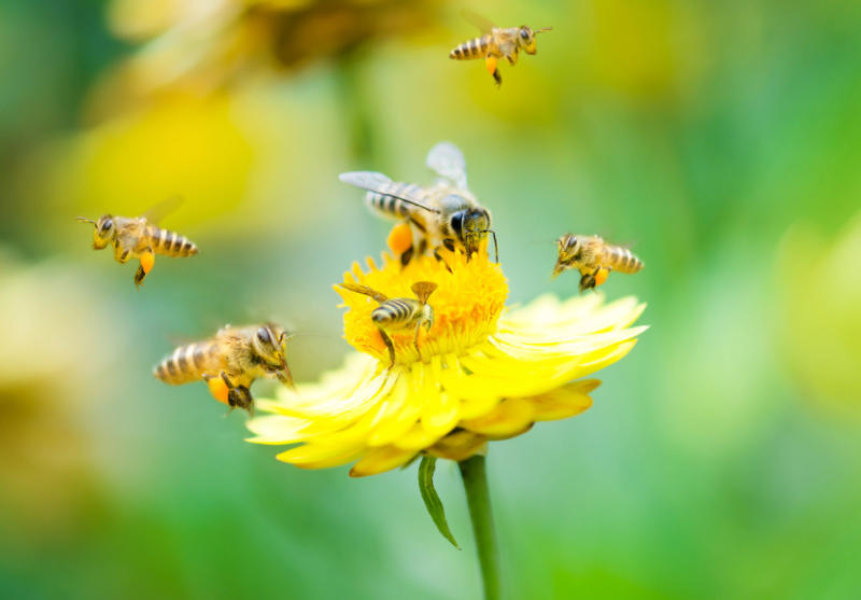 Бджола - найкорисніша на Закарпатті комаха