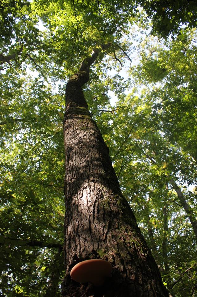 Напасть у лісах: на Ужгородщині всихають дуби (ФОТО)