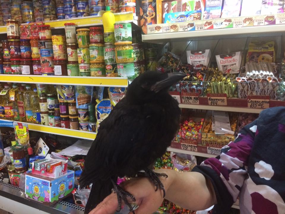 У Мукачівському магазині оселився великий чорний птах грак (ФОТО)