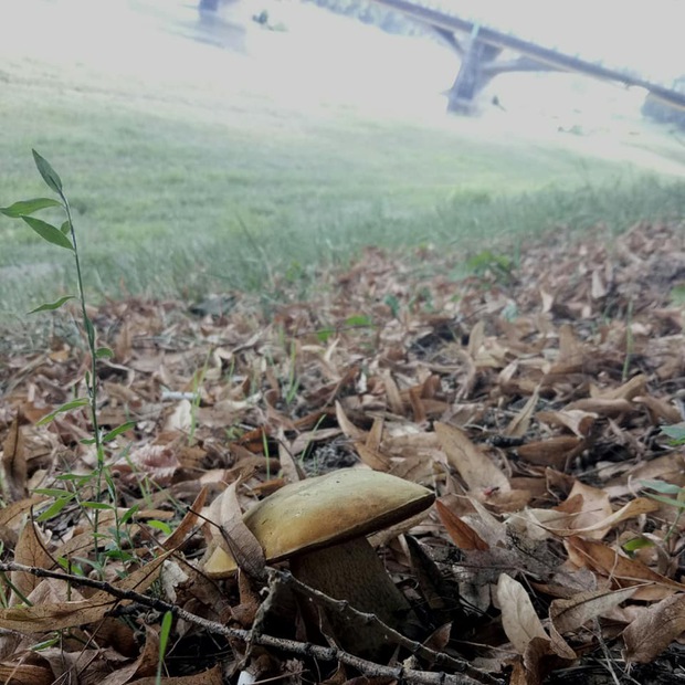 В Ужгороді на набережній Незалежності збирають благородні гриби (ФОТО)