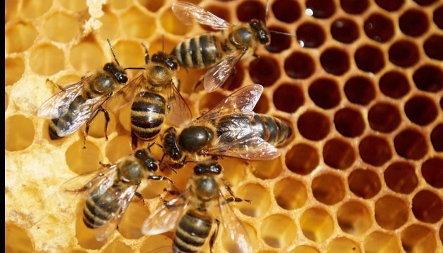 Від чого померли бджоли?