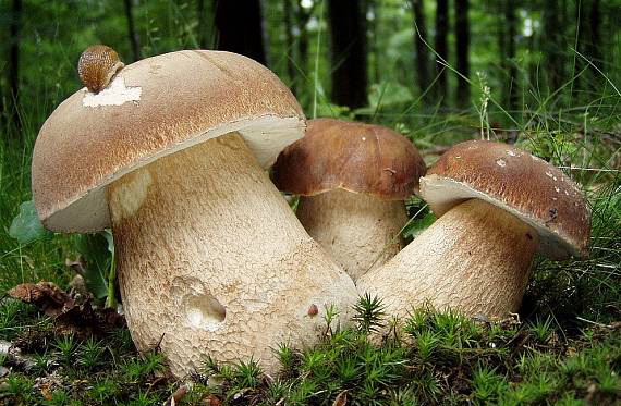Грибний бум на Закарпатті - ціна на білі гриби цьогоріч дешевша ніж минулий