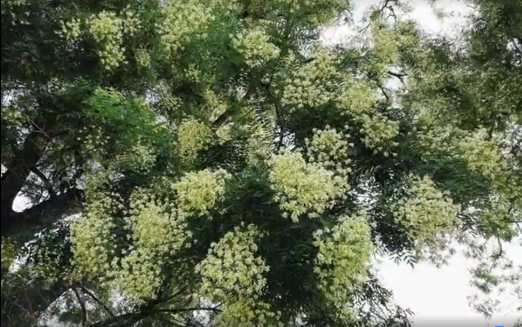 На Закарпатті розквітло неймовірної краси дерево (ВІДЕО)