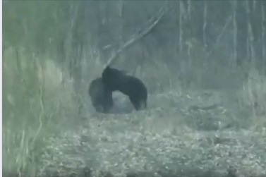 В мережі показали полювання ведмідя на кабана (ВІДЕО)