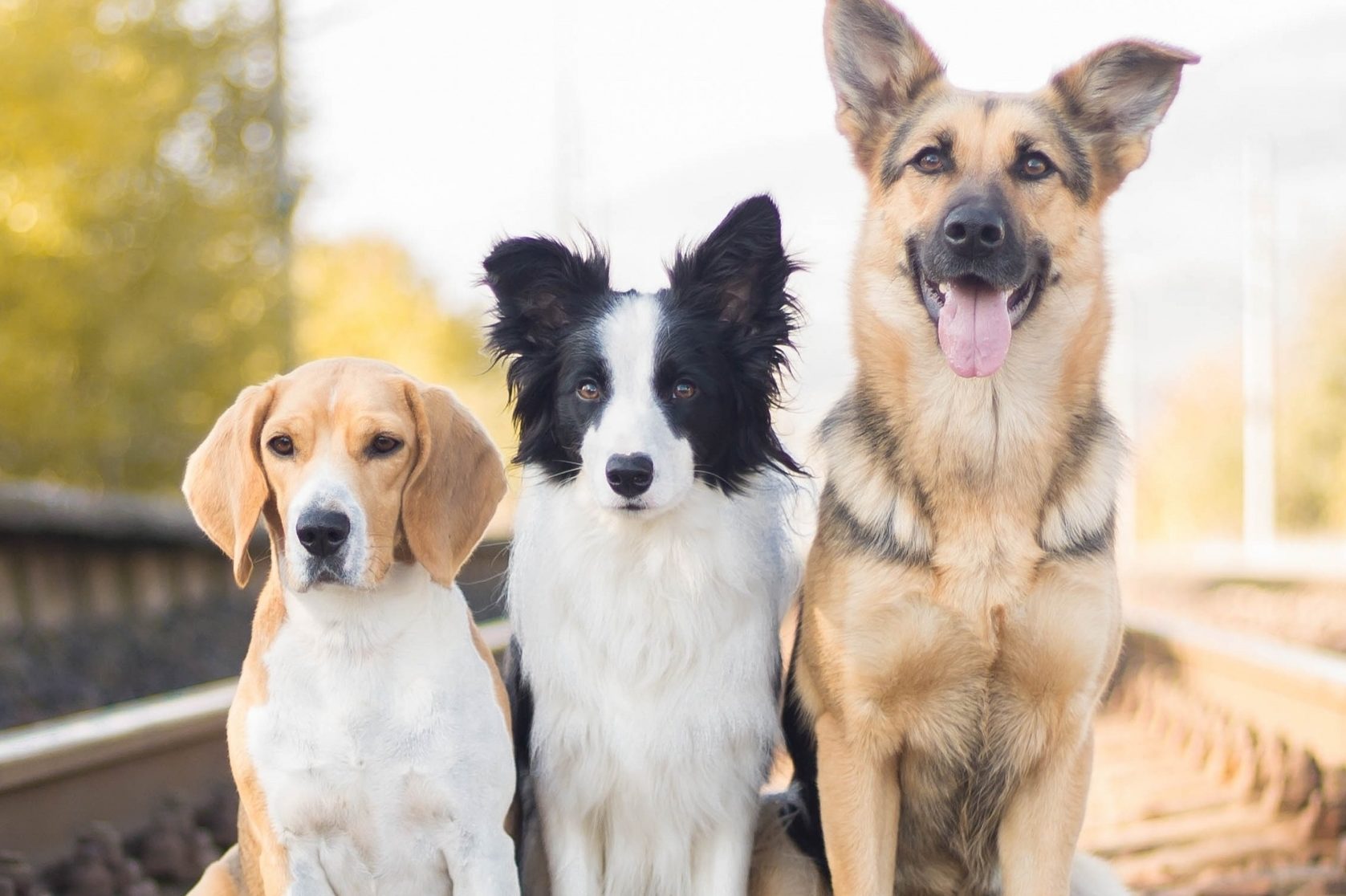 2 липня відзначають – Міжнародний день собак