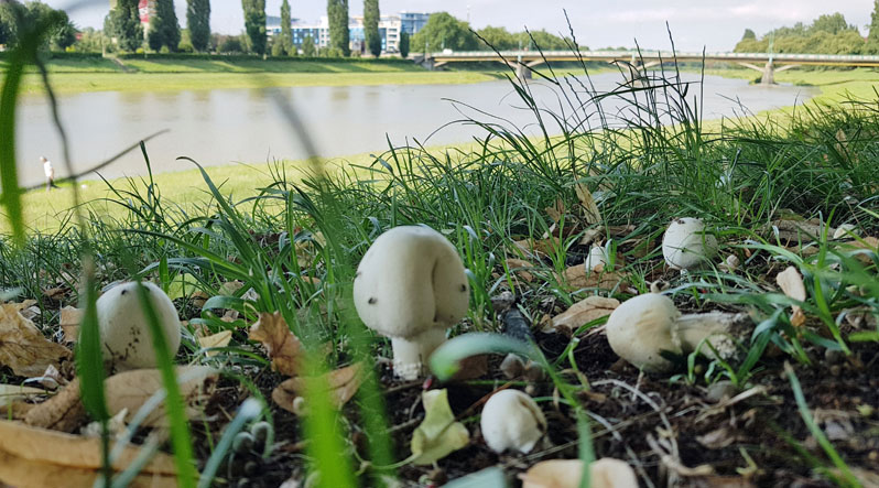Набережні Ужгорода рясно вкрилися грибами (ФОТО)