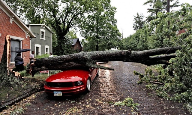 Негода в Ужгороді валила дерева на автівки містян