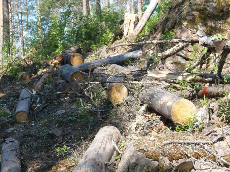 В Україні спрогнозували екокатастрофу через вирубку лісу в Карпатах (ВІДЕО)