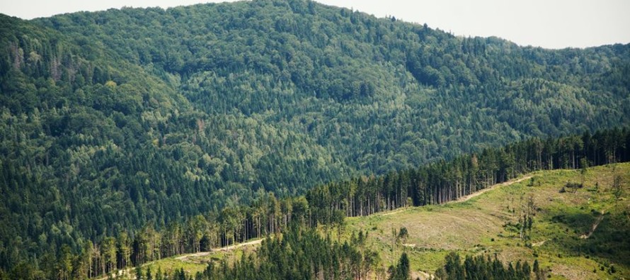 Масова вирубка карпатських лісів: чи є реальна загроза