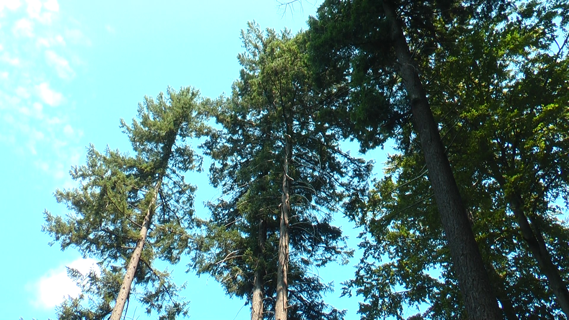 Одне з найвищих дерев якому 110 років росте на Закарпатті (ВІДЕО)