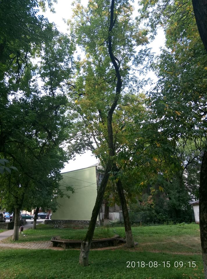В Іршаві комісія проводила огляд аварійних дерев (ФОТО)