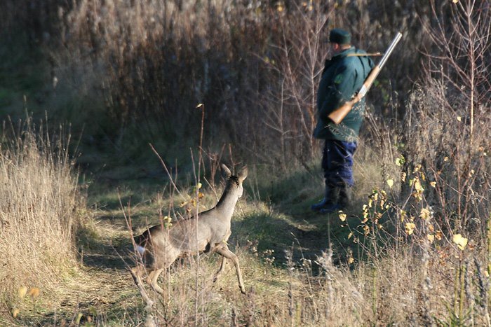 На Закарпатті триває сезон полювання на диких тварин
