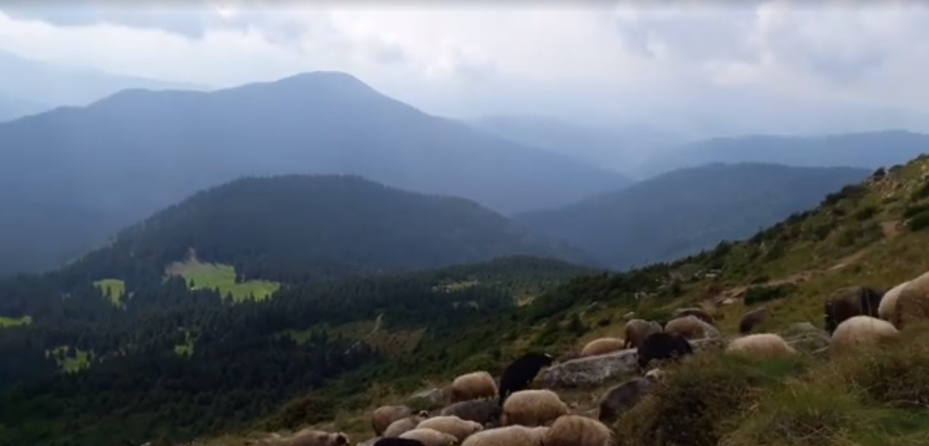 Вівці мої, вівці: Як отару випасають у горах Рахівщини (ВІДЕО)