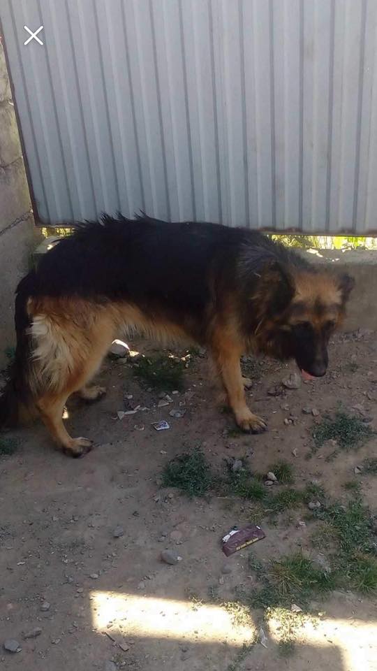 В Мукачеві в ромському таборі виявили зниклих породистих собак