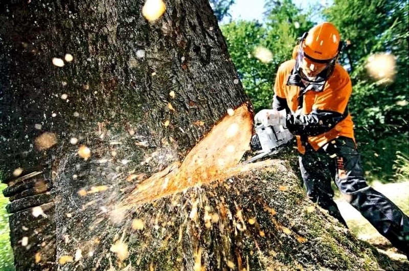 В Закарпатських лісах зменшилась кількість лісопорушень