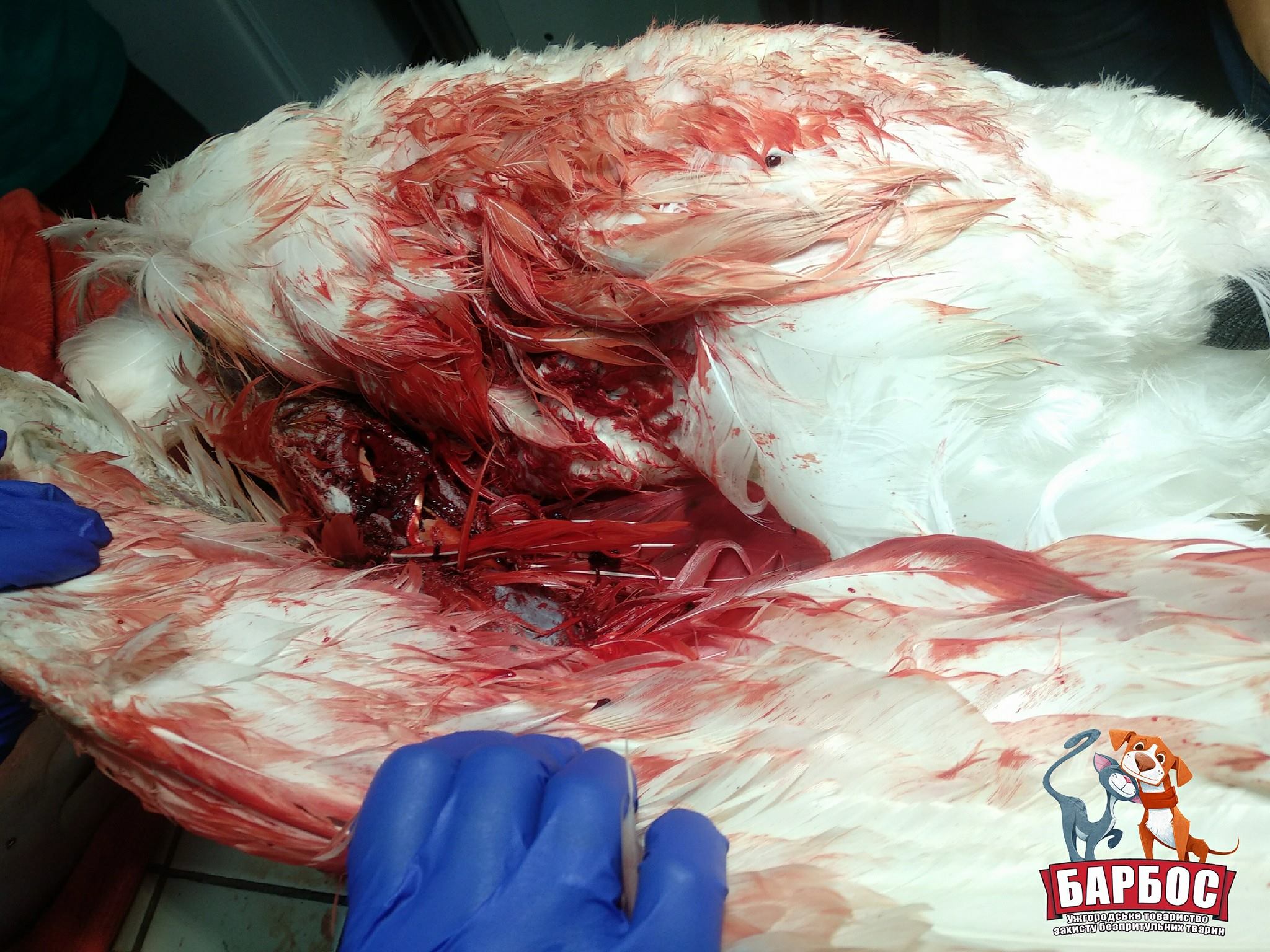 На Ужі поранили одного з лебедів - соцмережі 18+ (ФОТО)