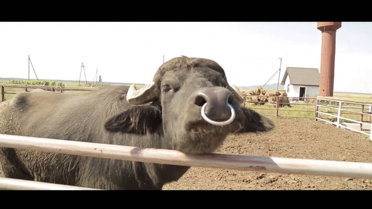 На Виноградівщині знаходиться єдина на Україні буйволина ферма