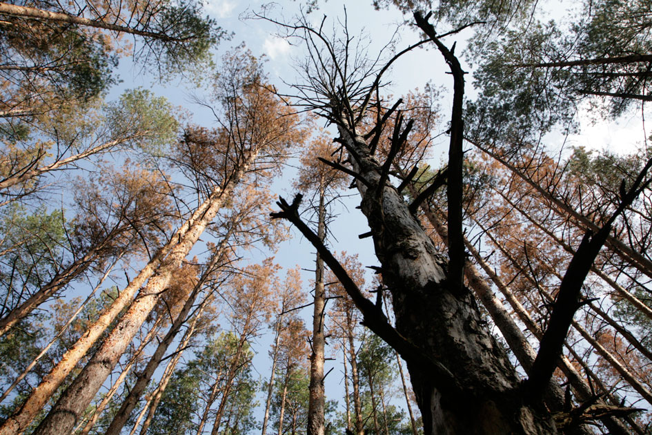 Ужгородщина втрачає цінні породи дерев через масове всихання
