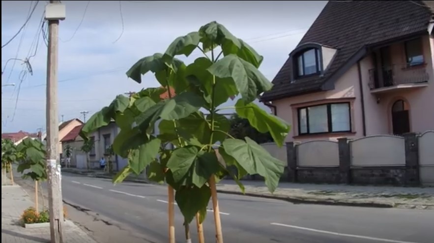 Що за дерева висадили в Мукачеві на Лучкая? (ФОТО+ВІДЕО)