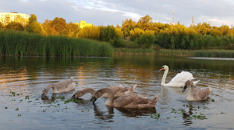 В Ужгороді місцеве озеро стає лебединим (ФОТО)