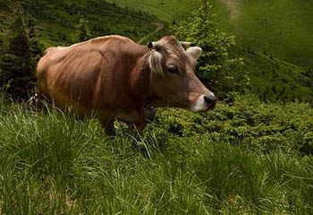 Закарпаття - не Індія, але піклується про збереження і розвиток бурої карпатської породи корів