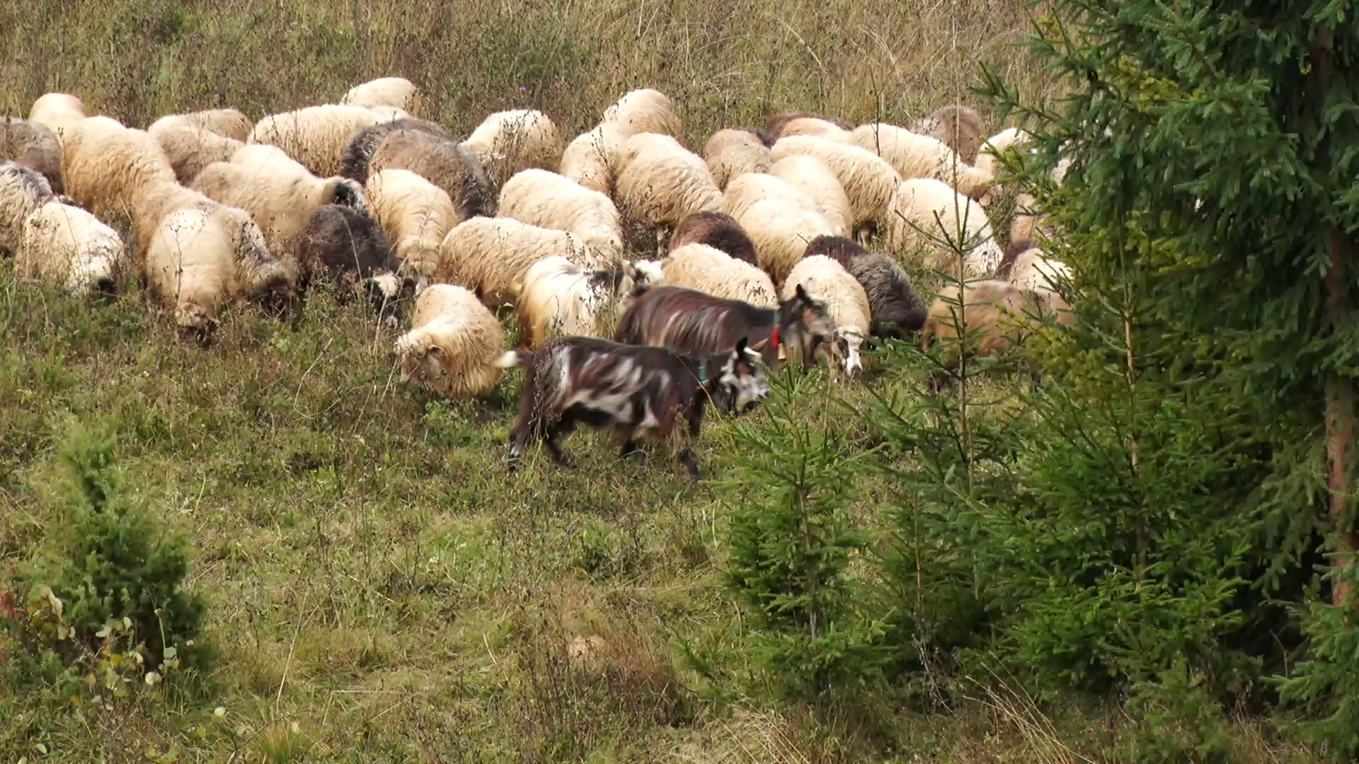 Традиції гірського ремесла: як живуть закарпатські вівчарі (ВІДЕО)