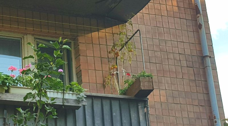 В Ужгороді на балконах вирощують помідори (ФОТО)