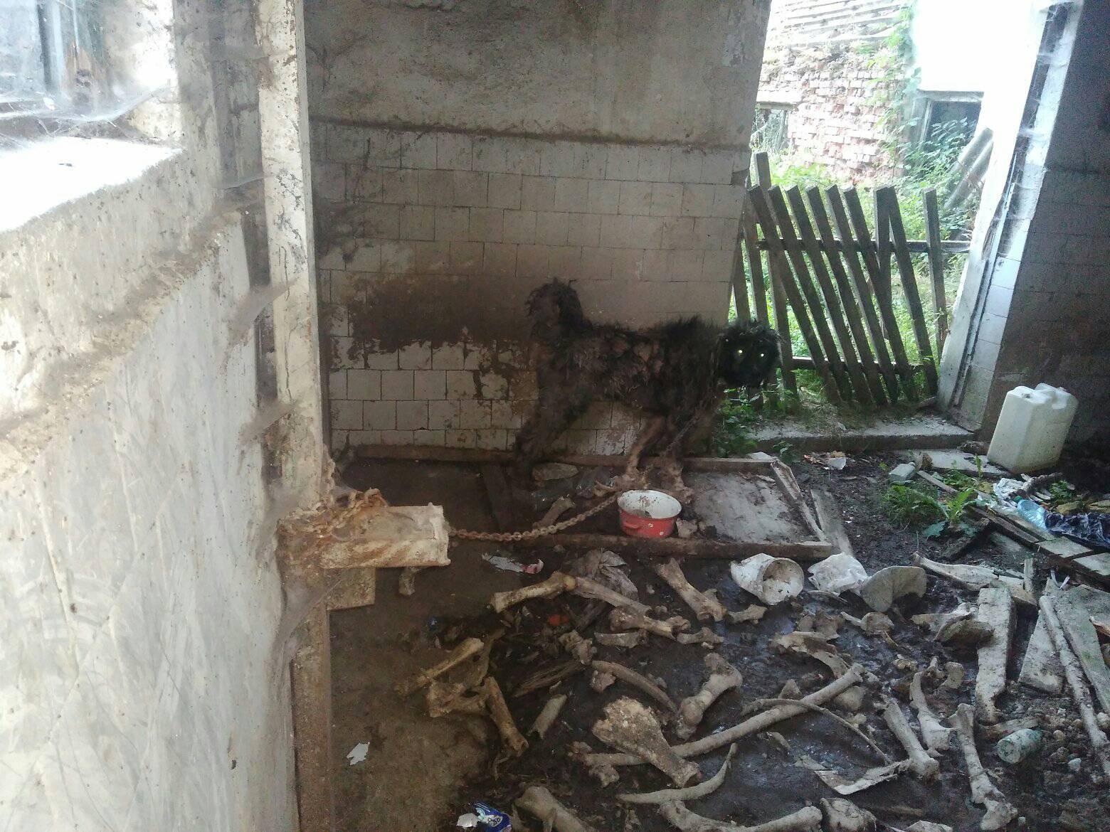 На Міжгірщині нелюди залишили собаку помирати на прив’язі (фото 16+)