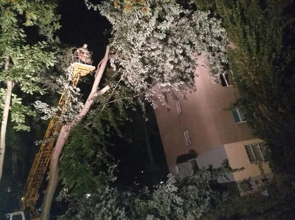 В Ужгороді вітер повалив дерево на багатоповерхівку (фото)