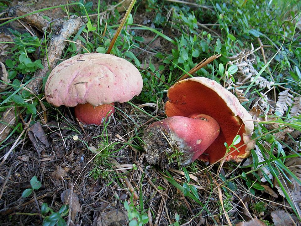 На Закарпатті вже відкрили сезон грибів 2018 (ФОТО)