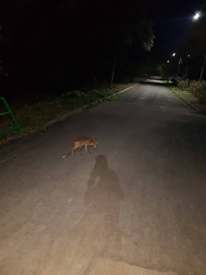 У соцмережі опублікували відео з лисицею в парку Боздош (ВІДЕО)