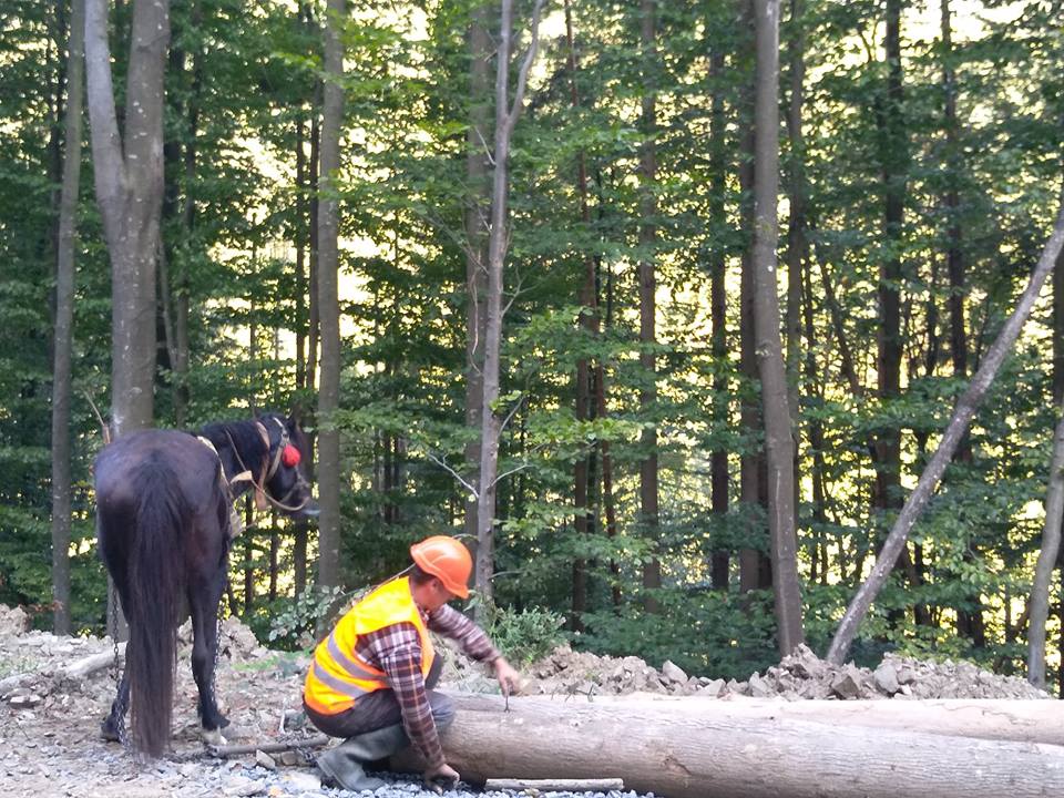 У Воловецькому лісгоспі застосовують екологічний метод трелювання деревини